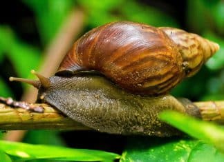 Nicaragua intercepta ingreso de caracol gigante africano perjudicial para el ecosistema