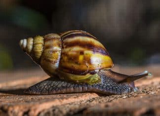 Nicaragua implementa medidas preventivas ante situación de caracol gigante africano