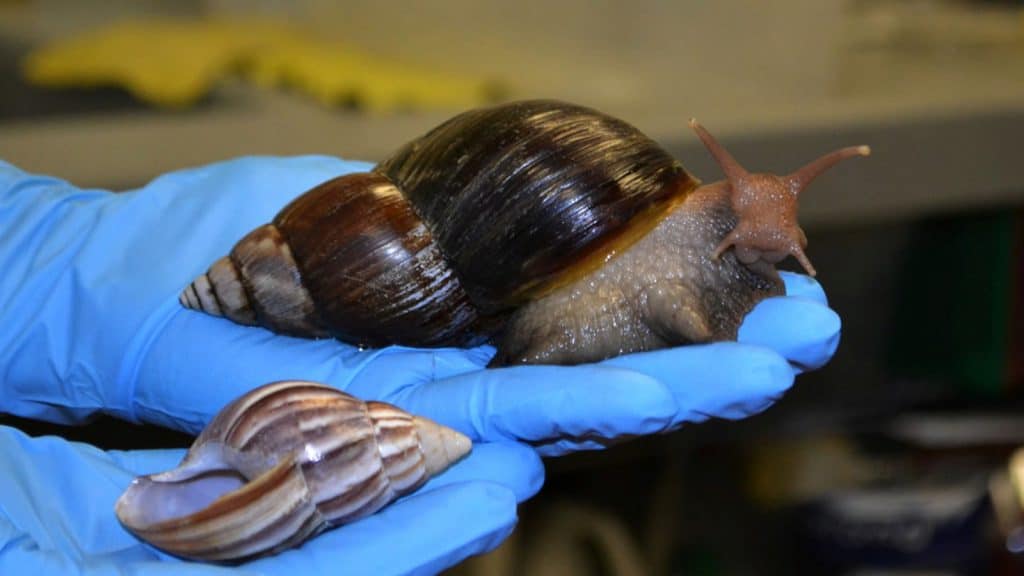 Situation over African giant snail in Nicaragua is under control.