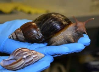 Nicaragua implements preventive measures in the face of African giant snail