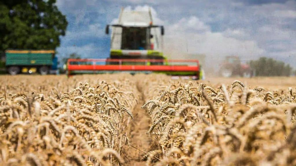 Rusia entregará los cereales de forma gratuita a seis países africanos.
