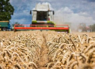 Rusia enviará 50 mil toneladas de cereales gratuitas a seis países africanos