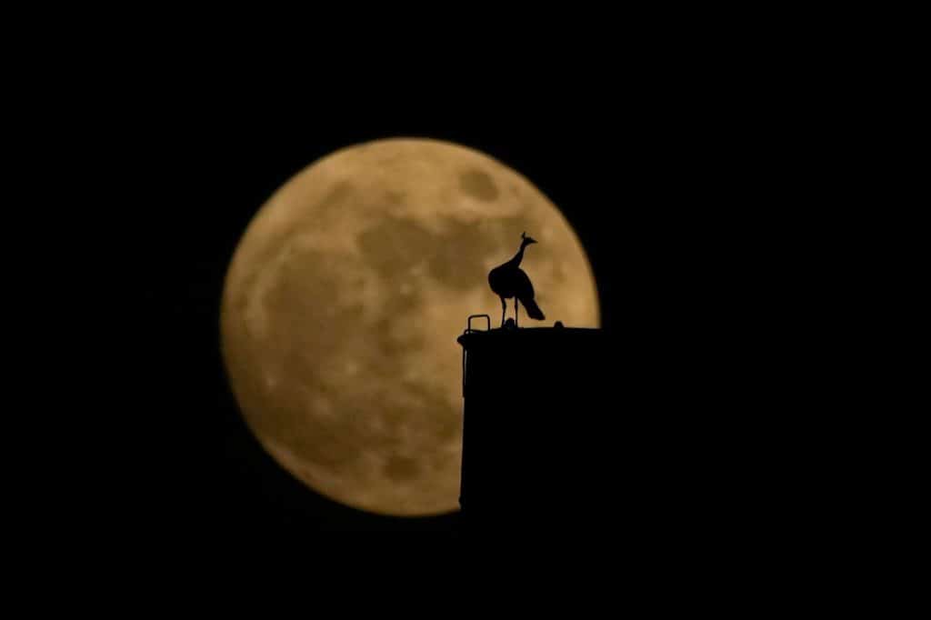 Un pavo real se posa sobre una chimenea mientras la superluna se eleva detrás en Hyderabad, India.