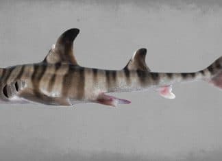 Nueva especie de tiburón con asombrosa Boca “Humana” desafía a la ciencia