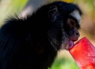 Zoológico de Brasil enfrenta extrema ola de calor con helados para los animales