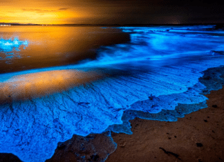 ¿Cómo se generan las mareas azules por bioluminiscencia?