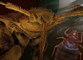 Plaga de chinches azota México