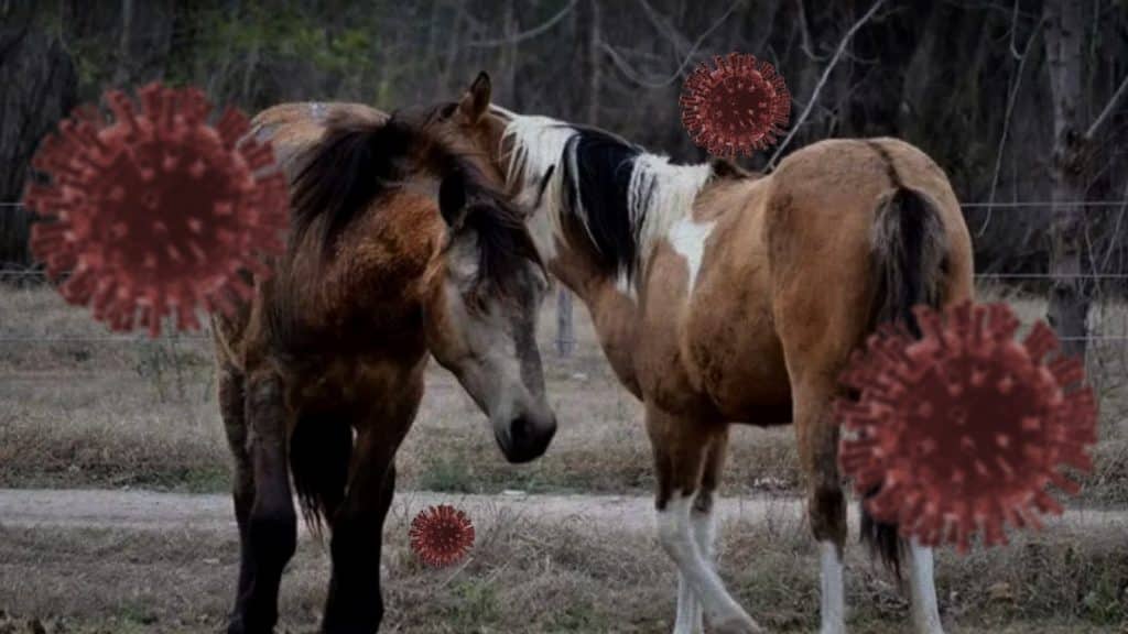 Restricciones de movilización para caballos en Argentina por brotes de encefalomielitis equina.