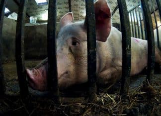 Alerta sanitaria por nueva variante de gripe porcina en Reino Unido y gripe aviar en Ecuador