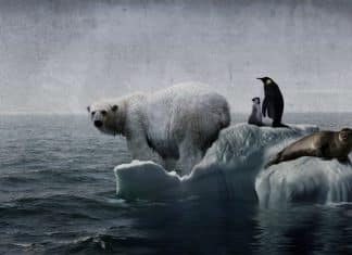 OMS advierte sobre un futuro aterrador si no se limita el Calentamiento Global