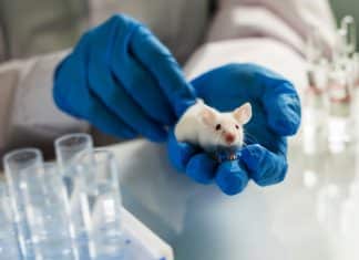 Científicos utilizan LSD en ratas para el estudio de la conciencia humana