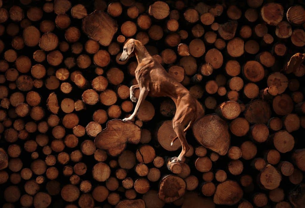 En un impresionante camuflaje, la perra de raza Azawakh, posa ante la cámara de su fotógrafa. Primer Premio de la Categoría “Portrait & landscape”. Foto: Sanna Sander (Suecia).