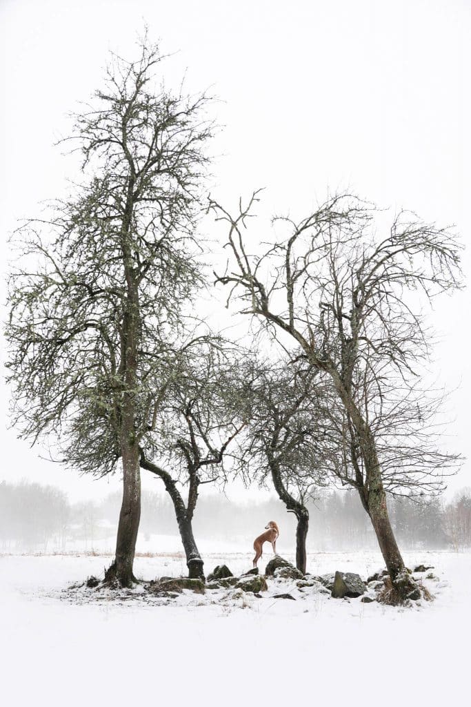 Un can de raza Azawakh en medio de las nevadas de invierno. Tercer premio de la categoría “Portrait & landscape”. Foto: Sanna Sander (Suecia).