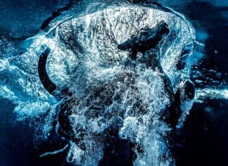 Las mejores fotografías caninas en 2023