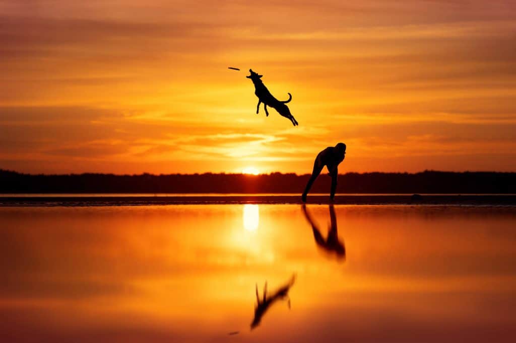 Imagen de un perro junto con un humano, con sus reflejos en el agua. Tercer premio de la categoría "Action" Foto: Anne-Laurie Léger (Canadá).