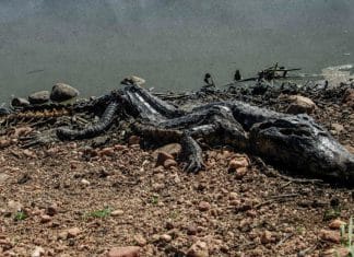 Santuario de Biodiversidad en Brasil se convierte en un cementerio de animales