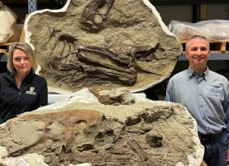 Un fósil revela el último alimento de un joven tiranosaurio