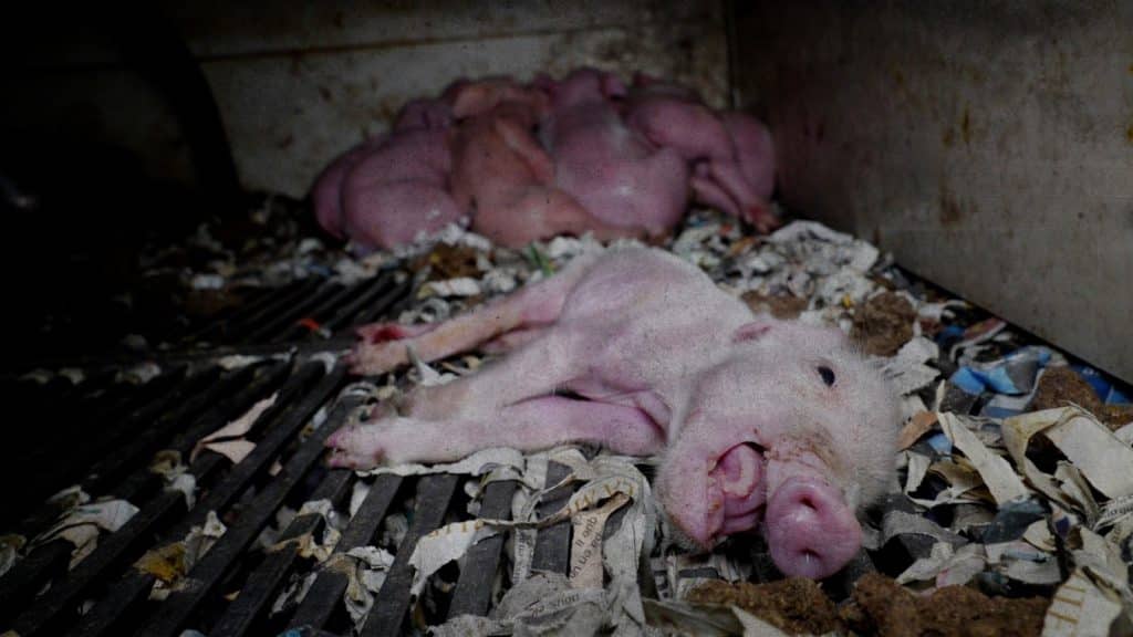 “La granja del terror”, denuncian maltrato animal en una estancia porcina española.