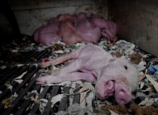 Organismo denuncia grave maltrato animal en “La granja del terror” en España