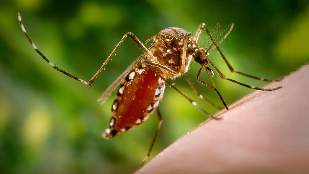 El dengue ha infectado a más de cinco millones de personas este 2023