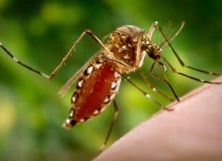 OMS reclasifica el dengue como enfermedad de alto riesgo