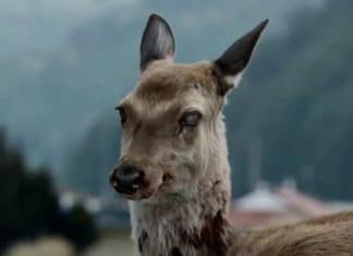 Científicos temen que virus del ciervo zombi se propague en humanos