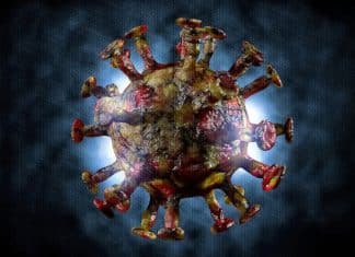 Descubren virus gigantes bajo los suelos de Harvard