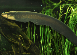 Anguilas eléctricas podrían modificar la genética de otras especies