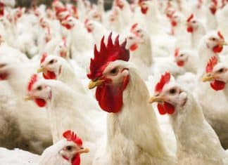Criaderos de pollos desarrollan resistencia a los antimicrobianos