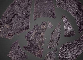 Descubren el fósil de piel más antiguo con 289 millones de años