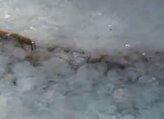 Enjambre de medusas invade península en Crimea