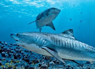 Investigación acerca del ADN oceánico podría revelar innumerables aplicaciones en la vida marina