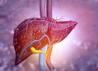 Emplean un hígado de cerdo para filtrar la sangre humana por primera vez