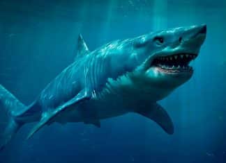 Estudio científico revela la verdadera forma del «megalodón»