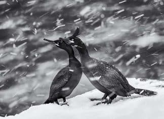 Las mejores imágenes del mundo en el Concurso Global de Fotografía 2024