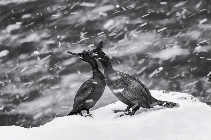 "Plumas en Foco" (Feathers in Focus), de Mohammad Mirza. El fotógrafo señala que capturo esta imagen durante un viaje de invierno a la isla de Hornøya en Noruega.