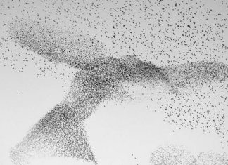 Museo de Historia Natural de Londres presentará destacadas fotografías silvestres