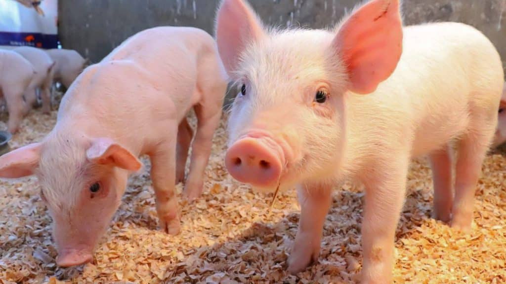 Cerdos genéticamente modificados podrían cubrir demanda de trasplante de órganos.