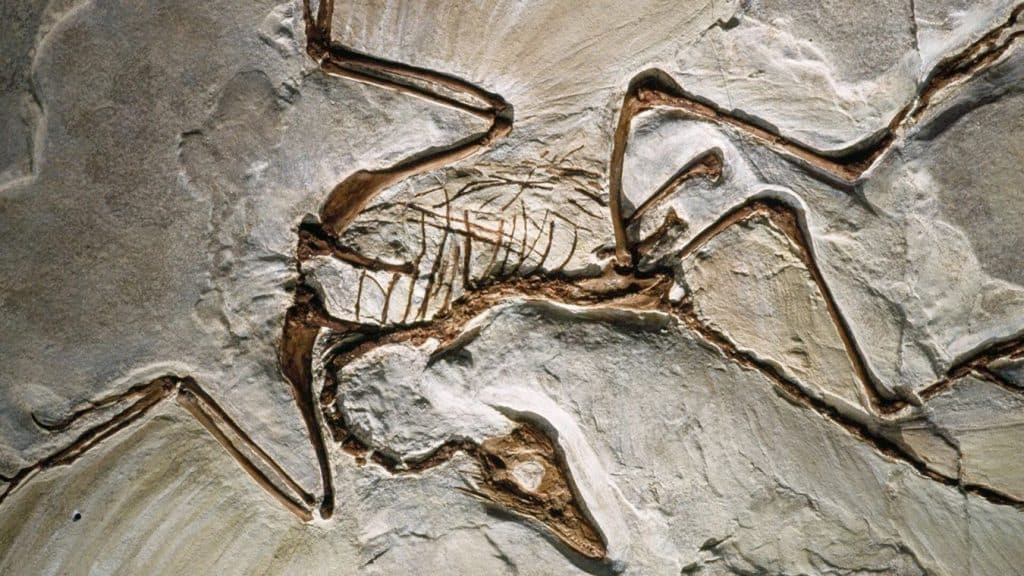 El fósil fue encontrado en la Isla de Skye, Escocia, y su nombre científico es Ceoptea evansae.