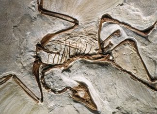 Descubren nuevo fósil del dinosaurio “lagarto con alas”