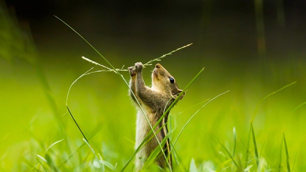 Una ardilla en Sri Lanka, fotografía ganadora de la categoría “Vida silvestre en el jardín, tomada por el fotógrafo de Fernando Avanka.