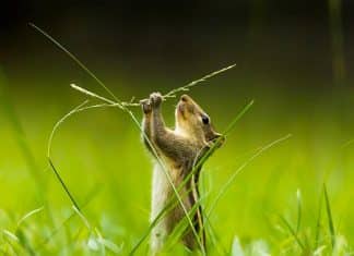 Las cinco fotografías más hermosas de jardines en el mundo