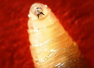 Alerta en Centroamérica ante caso de gusano barrenador en humano