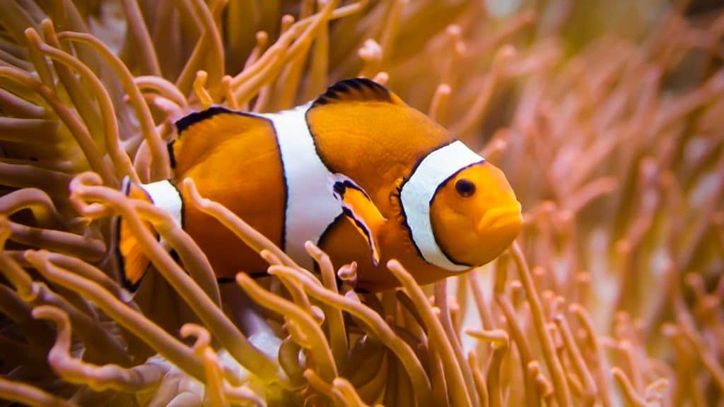 El pez payaso se caracteriza por sus vibrantes colores y vivir dentro de las anémonas.