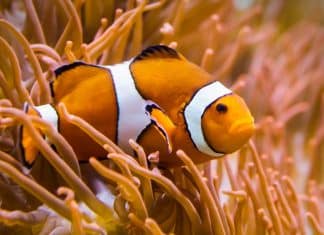 Científicos revelan que el pez payaso sabe contar