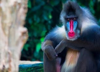 Estas son las fotografías de las 6 especies más amenazadas por la extinción en el Planeta Las impactantes imágenes de 6 especies en peligro de desaparecer en el planeta Tierra.