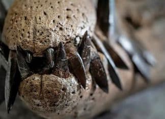 Descubren fósil de reptil marino con dientes en forma de daga
