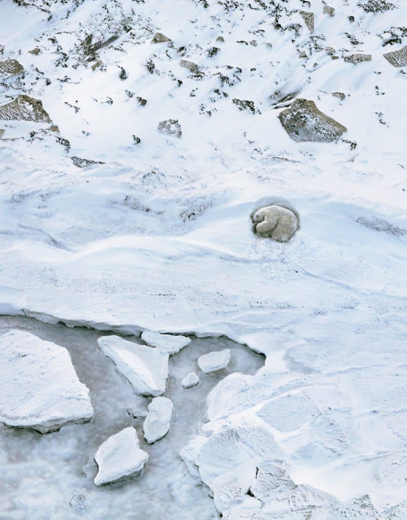 El hielo marino es crucial para que los osos polares cacen sus presas. Esta especie mamífera captura focas cuando estas salen a respirar o descansan al sol, utilizando el hielo como plataforma. Sin embargo, el cambio climático está causando el derretimiento del hielo a un ritmo alarmante, acortando las temporadas en las que los osos polares pueden cazar.