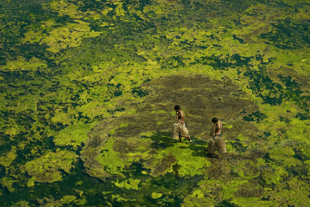 Fotografía titulada: “Pescando en río cubierto de musgo”, del fotógrafo Shibashish Sakha.
