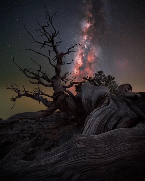 Fotografía: Mother Juniper por Benjamin Barakat, tomada en Omán.